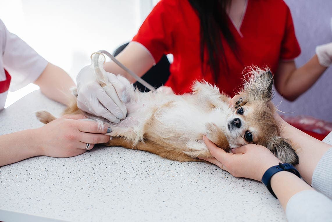 Chihuahua ultrasound