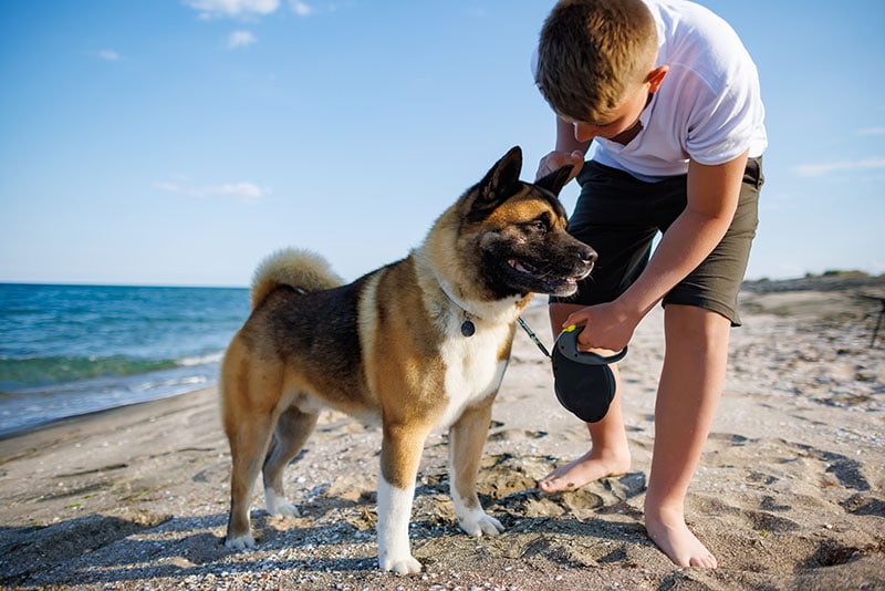 child plays with akita inu dog