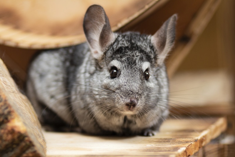 chinchilla in wooden cage