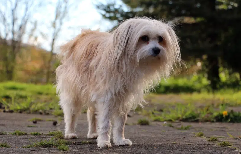 chinese crested chihuahua mixed breed dog outdoors