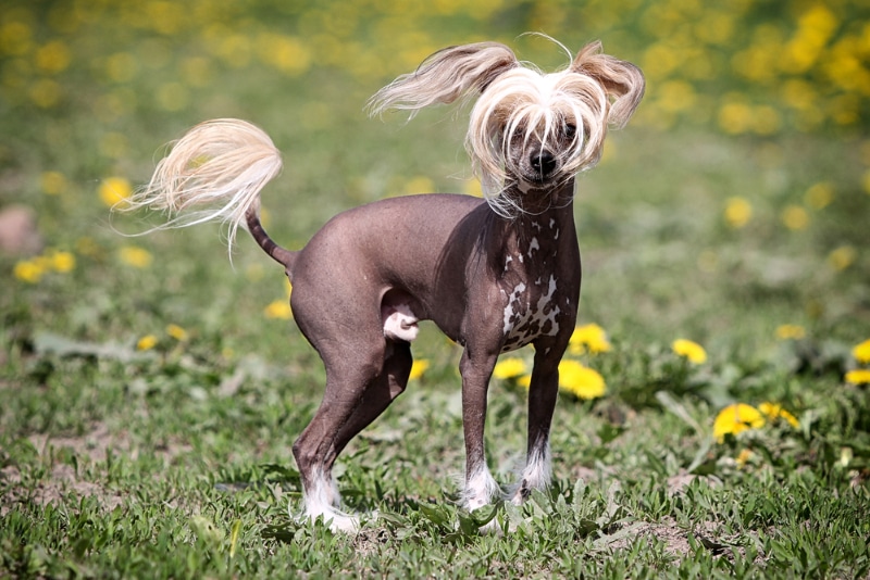 chinese crested dog standing on the field