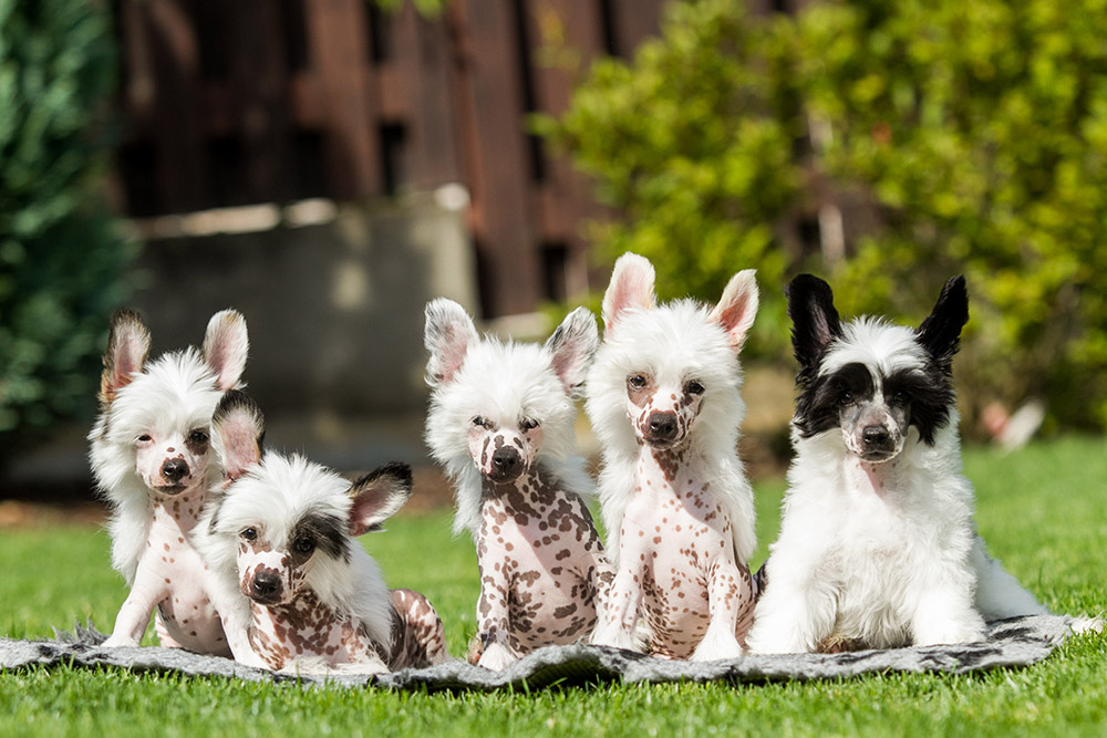 Chinese Crested Puppies in the lawn