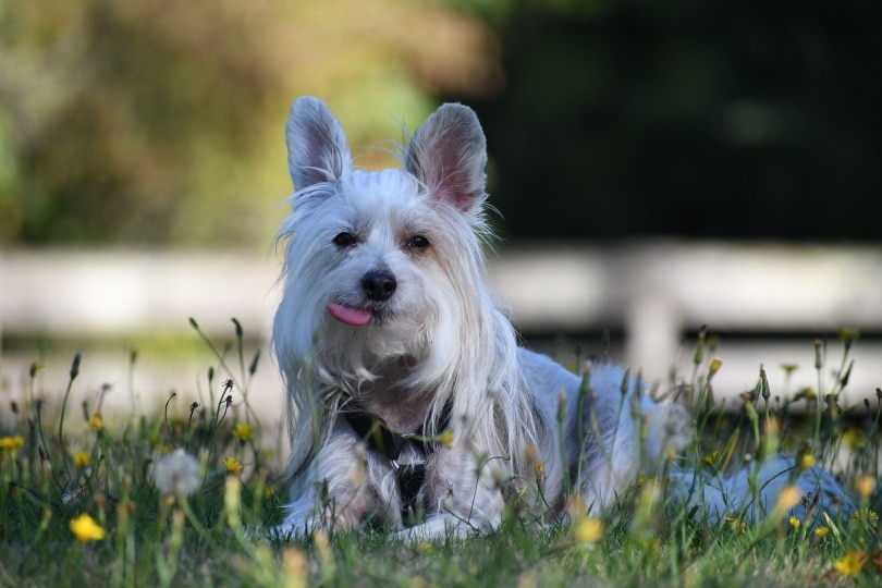 chinese-crested