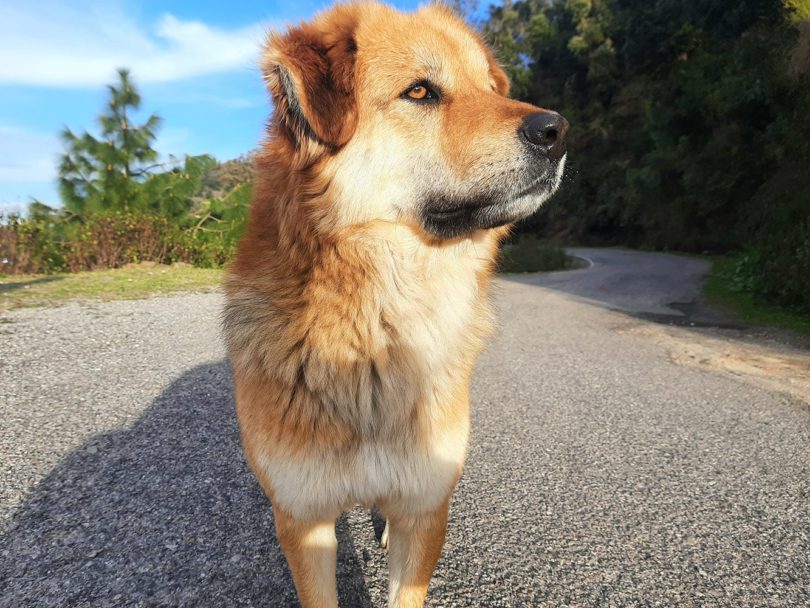 chinook standing in the