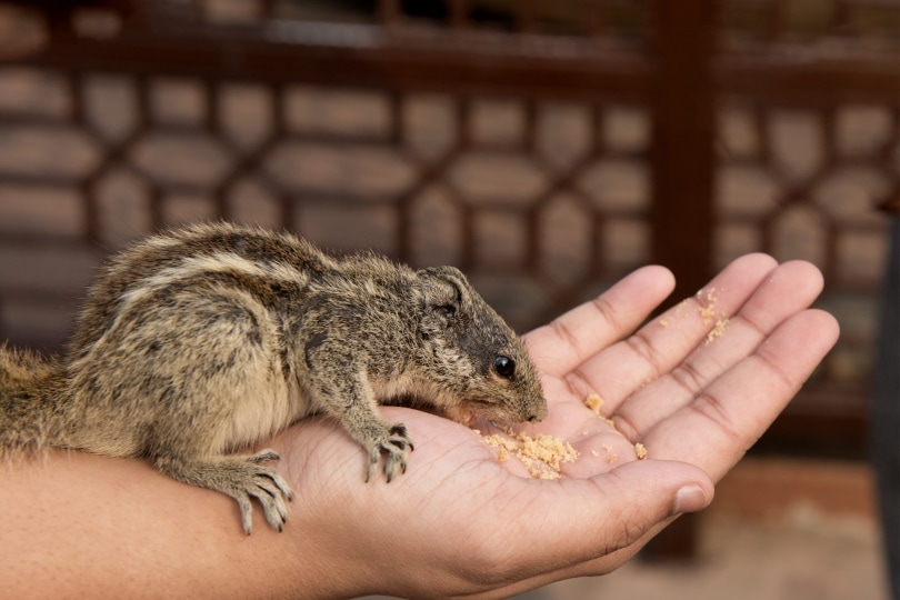chipmunk eating