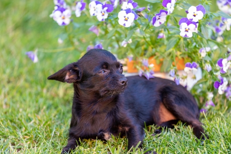chipoo dog_Vincent Scherer_Shutterstock