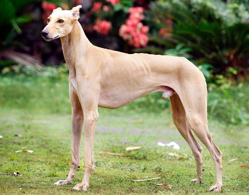 chippiparai dog standing on grass