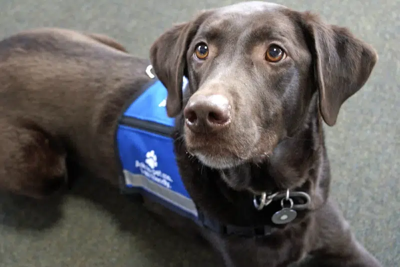 chocolate Labrador retriever service dog