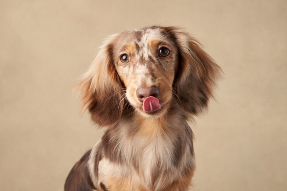 chocolate and cream dachshund