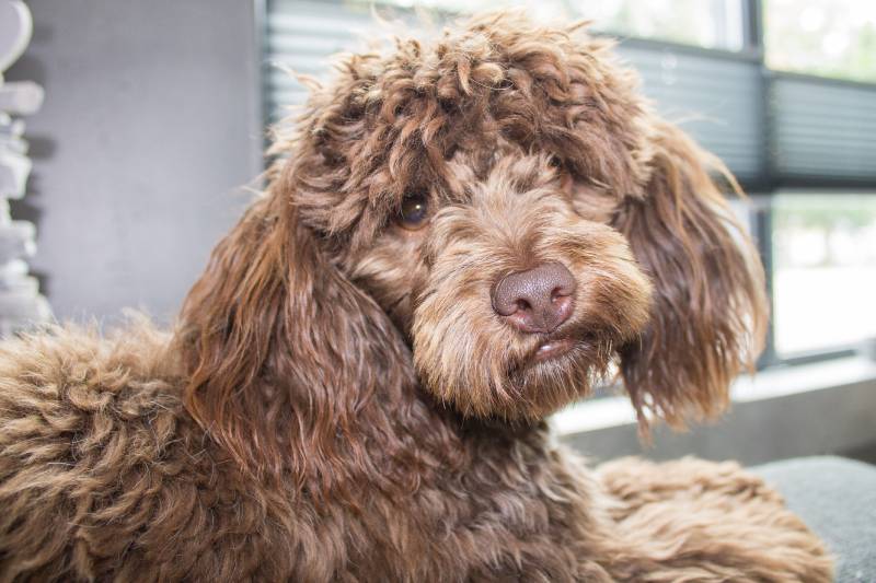 chocolate brown maltipoo