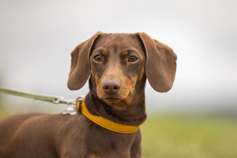 chocolate dachshund held on a leash