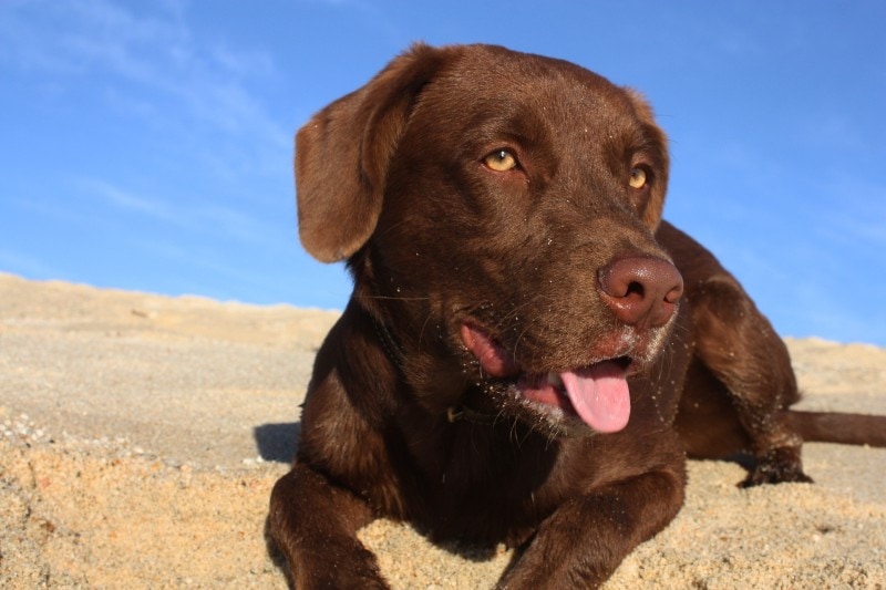 chocolate labrador at the beach