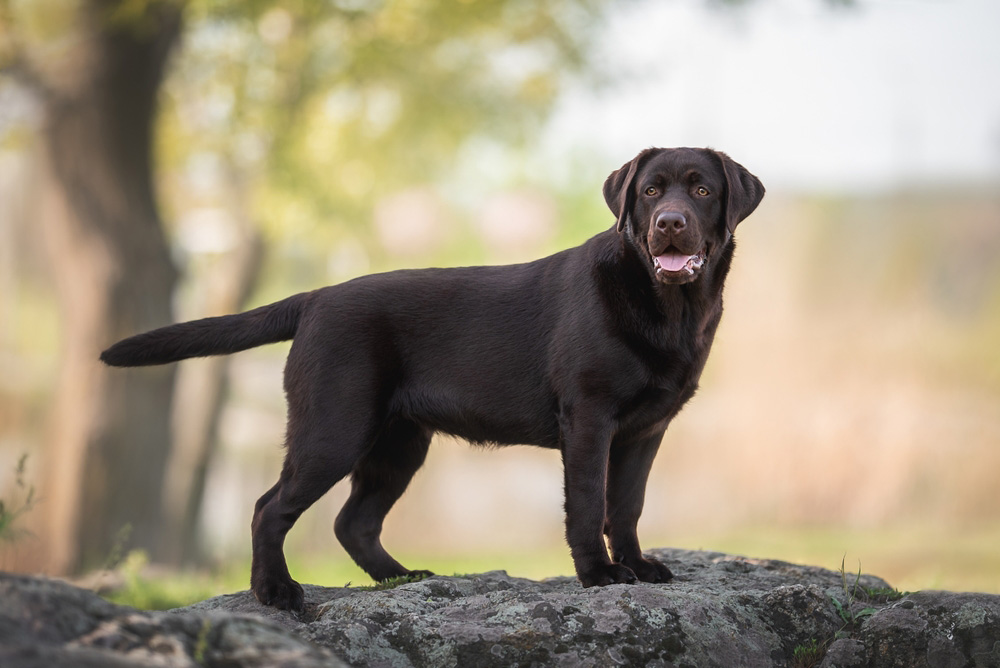 chocolate labrador retriever dog standing outdoor