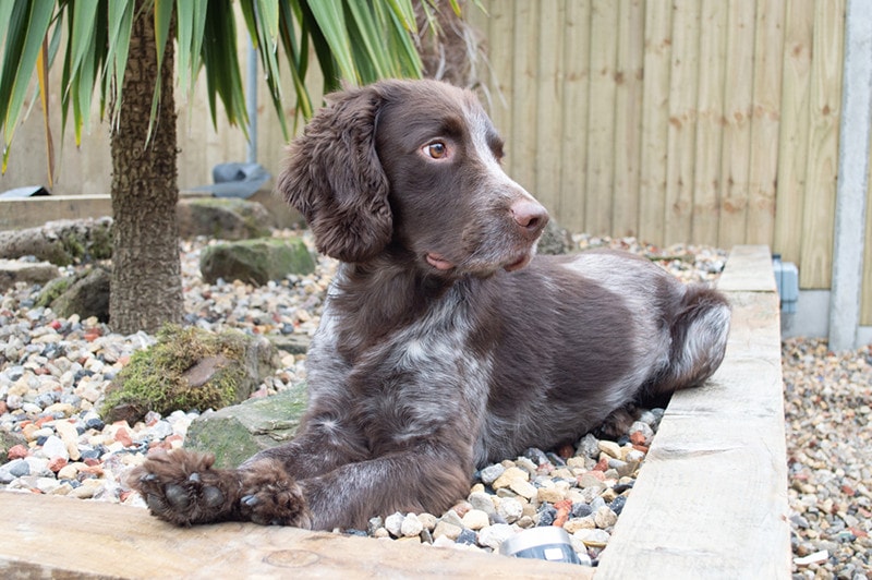 chocolate roan cocker spaniel