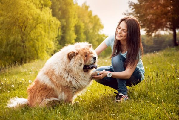 chow chow dog and her owner in the grass