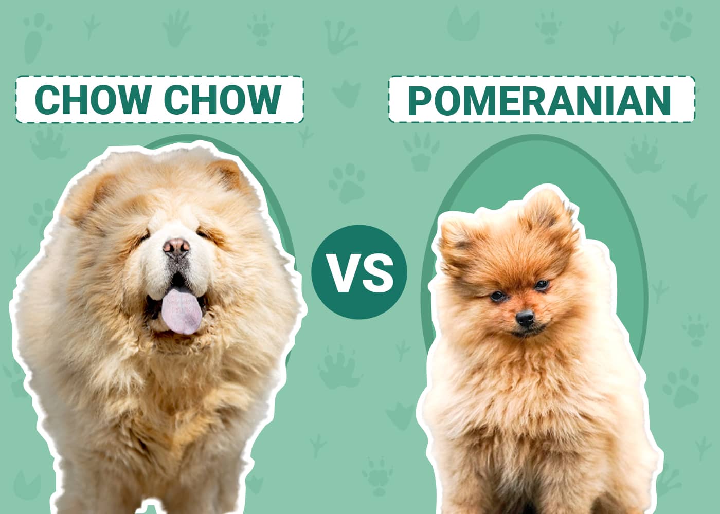Chow Chow vs. Pomeranian