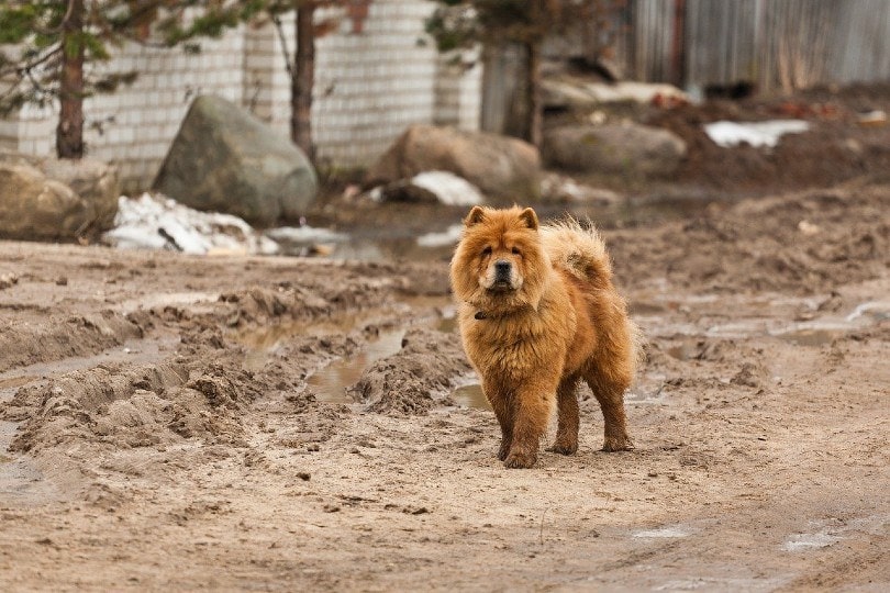chow chow walking on mud