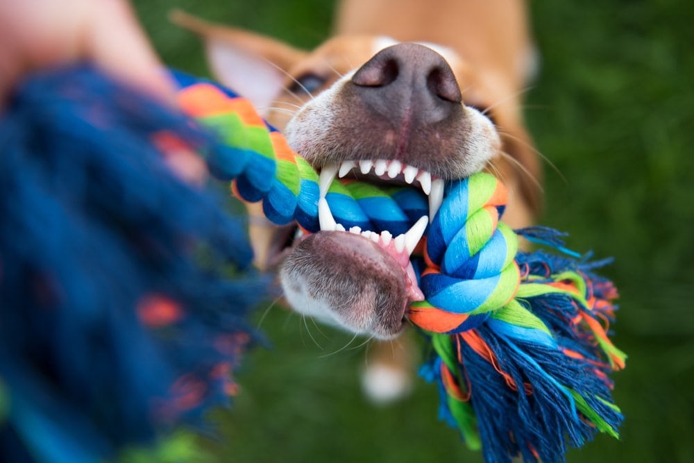 clean dog teeth rope toy