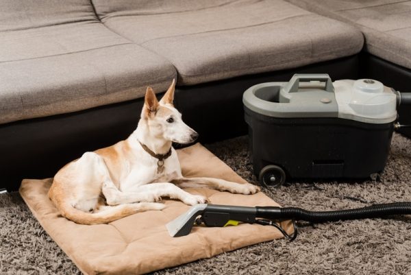 cleaning dog bed