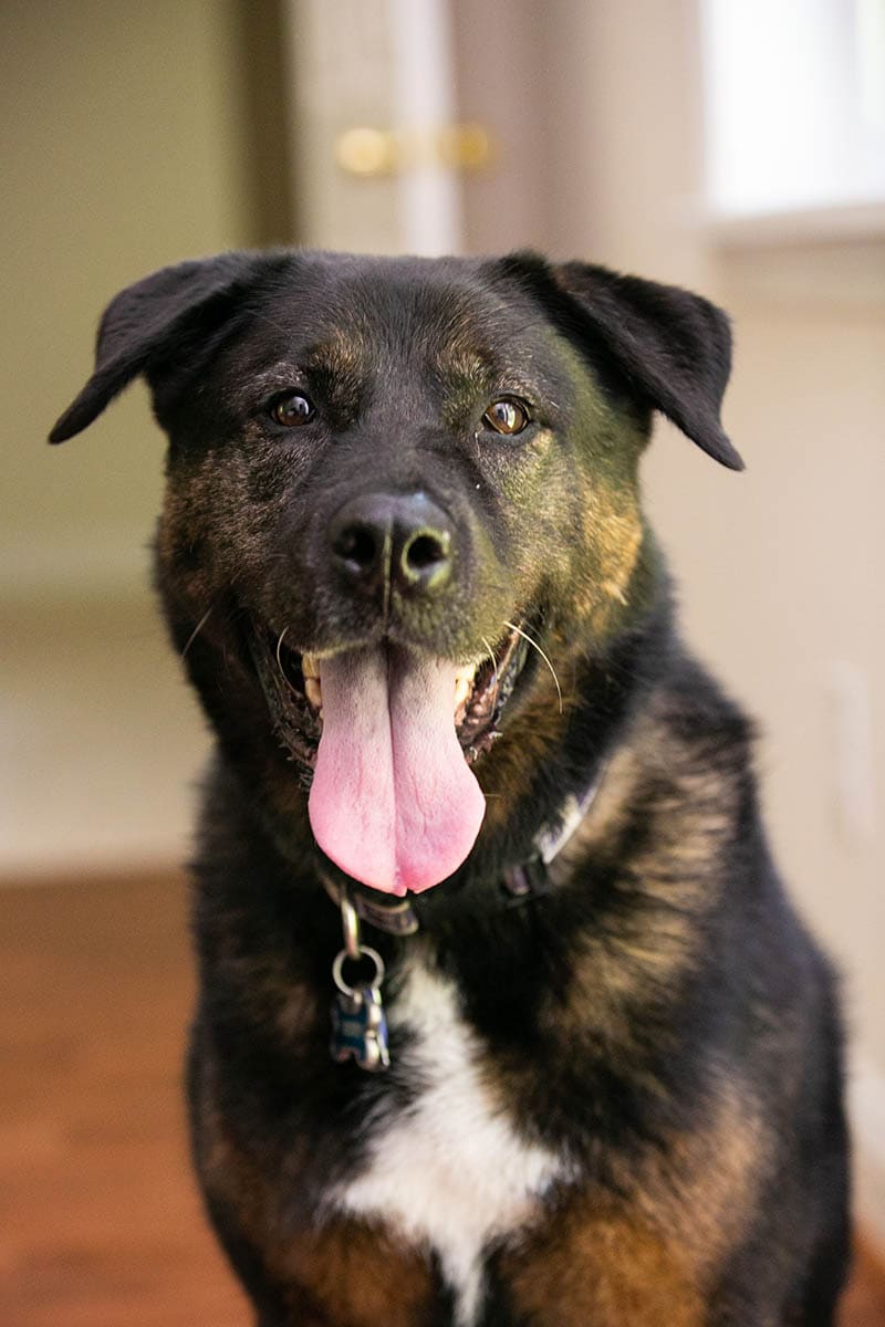 close up akita rottweiler mix dog indoor