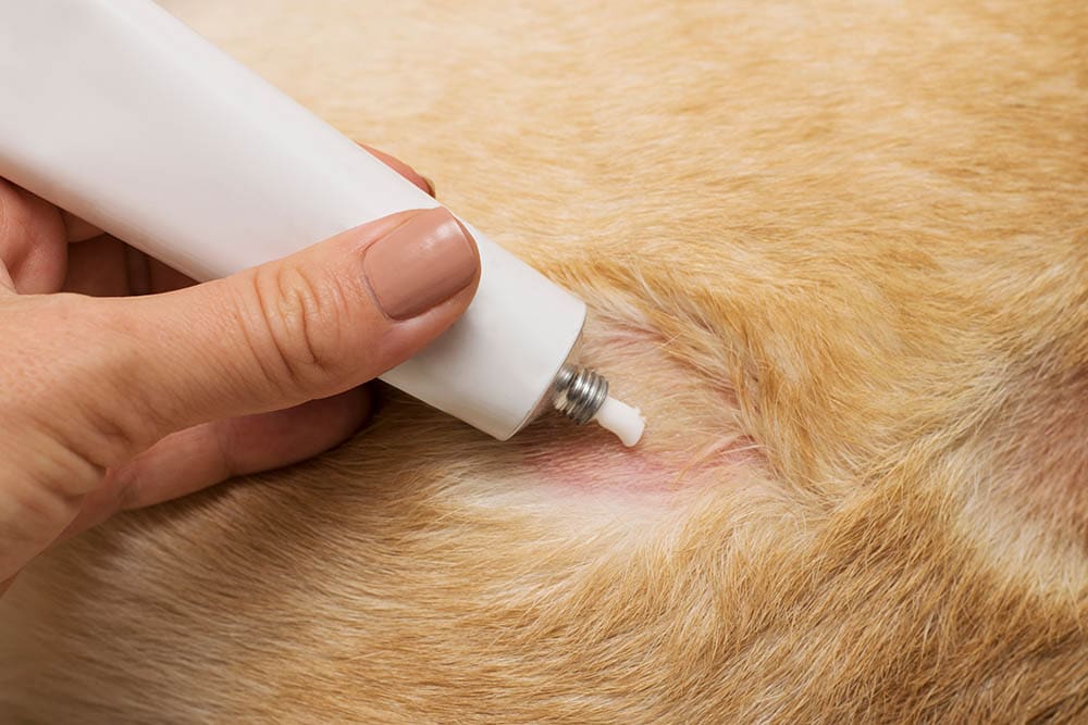 close up applying cream on dog's skin