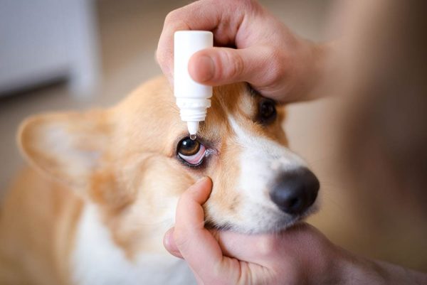 close up applying eye drops to a corgi