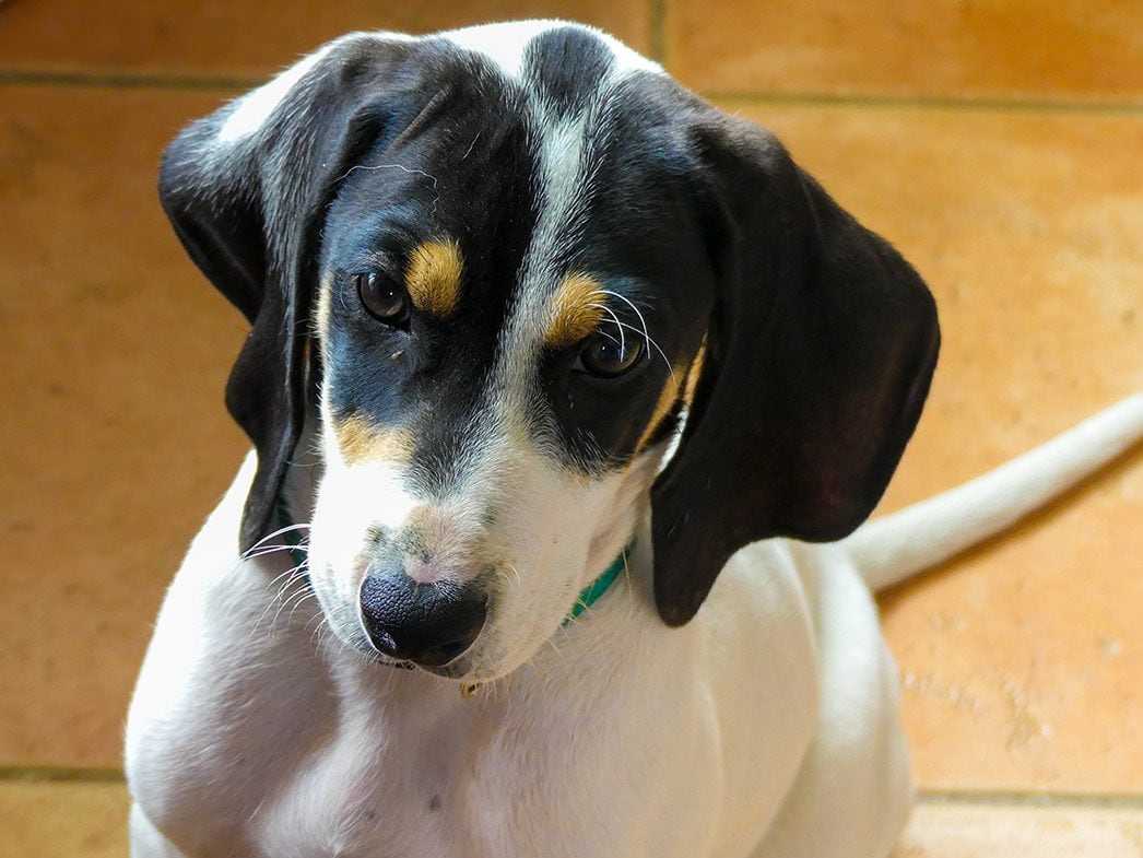 close up ariegeois puppy