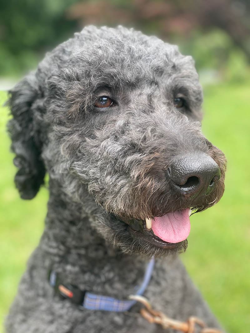 Close up Black Double Doodle