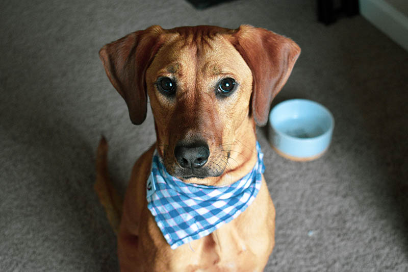 close up bloodhound mix dog wearing bandana