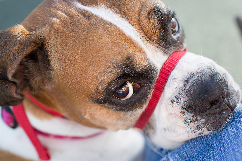 close up boxer dog wearing gentle leader