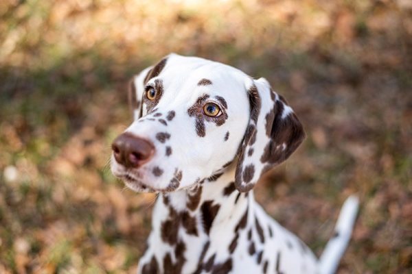 Brown Dalmatian (Liver Dalmatian): Info, Pictures, Origin & More – Dogster