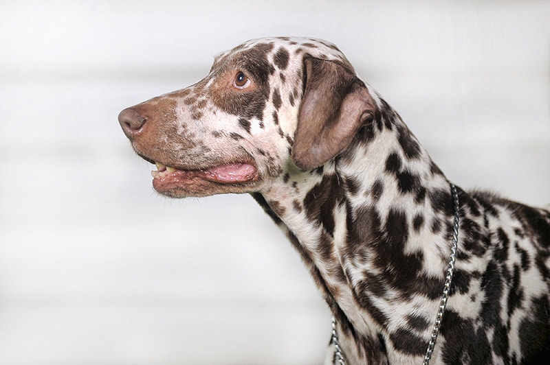 close up Brown Dalmatian side view