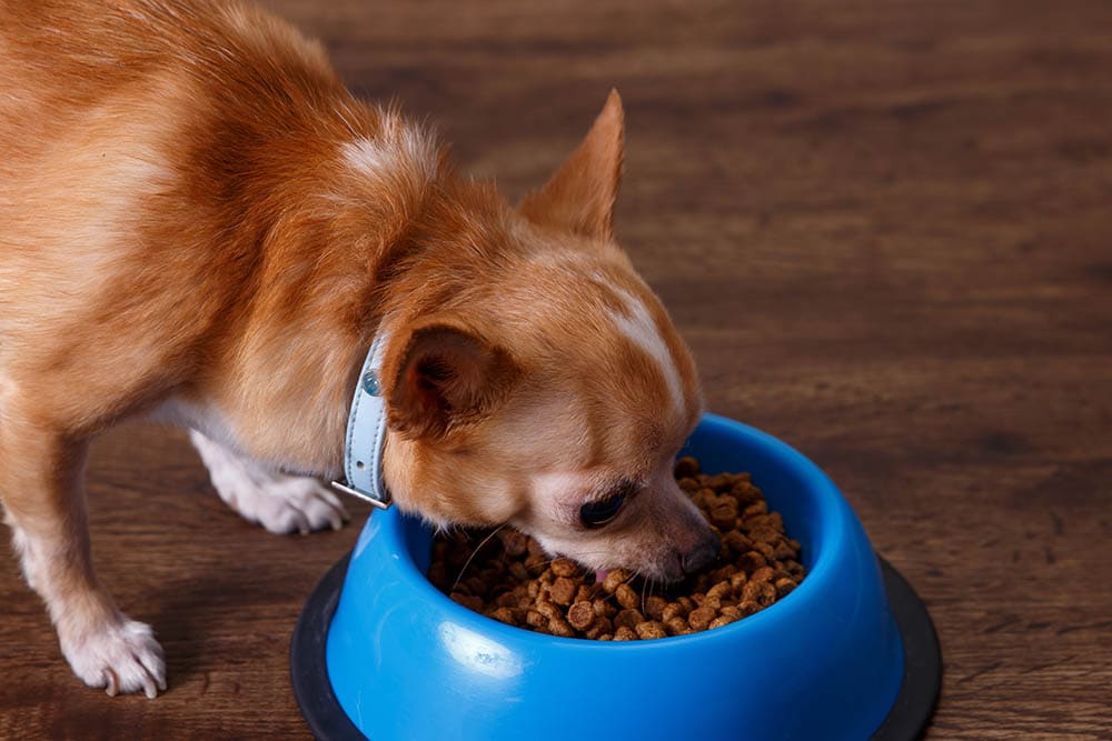 close up Chihuahua eating