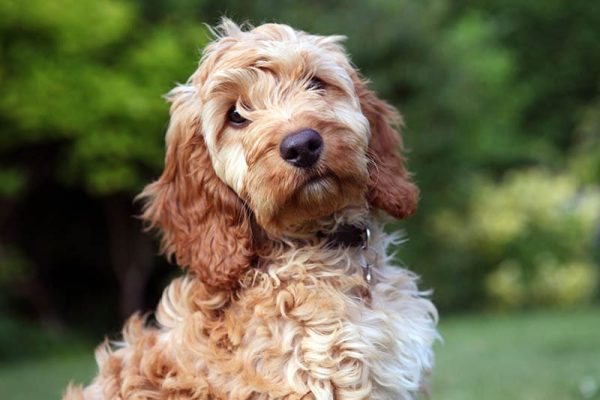 close up cockapoo puppy