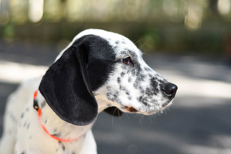 close up dalmatian great dane mix puppy
