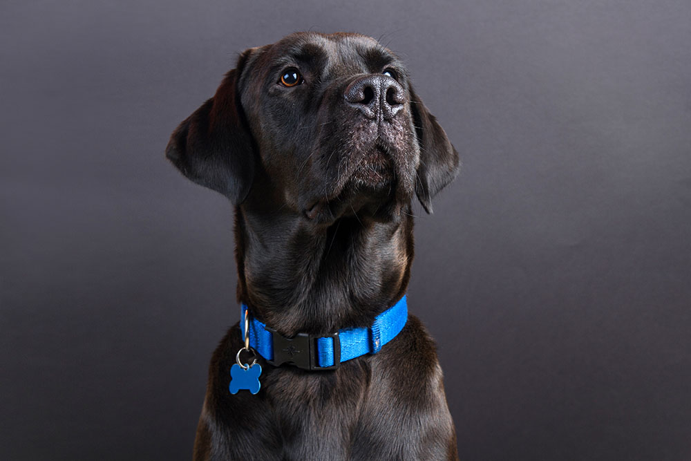 close up dog wearing blue collar