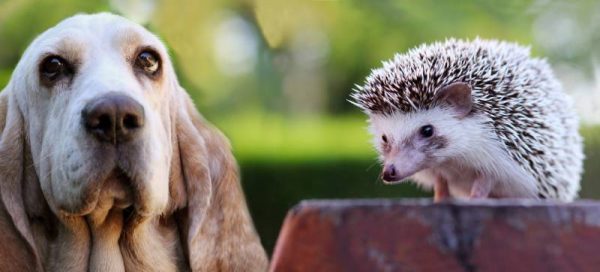 close up dog with a hedgehog