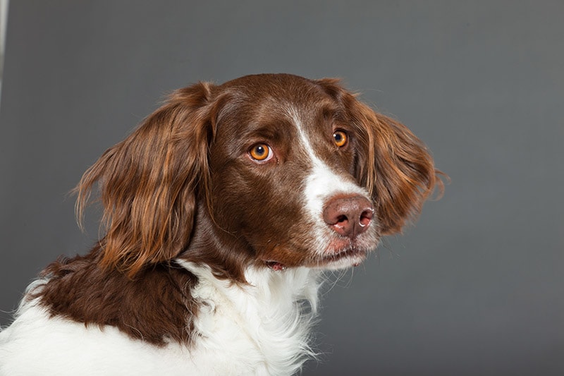 close up drenste patrijshond dog