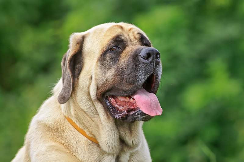 close up English Mastiff