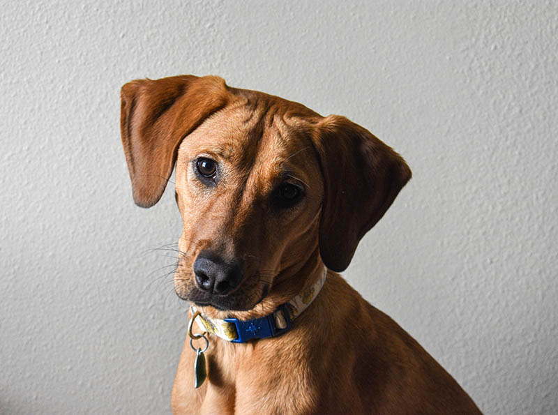 close up german shepherd bloodhound mix dog