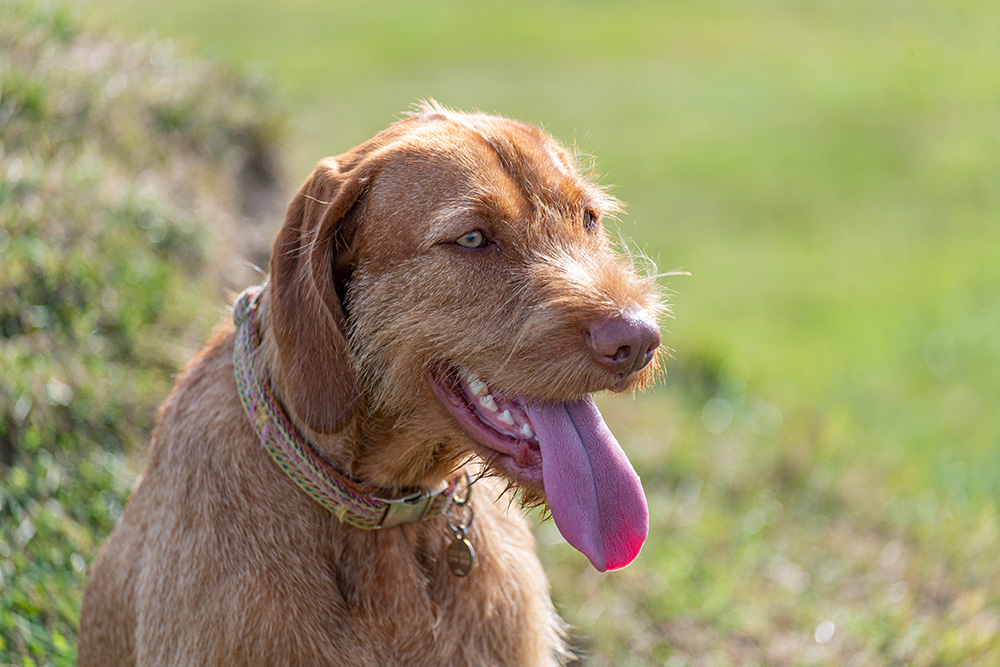 close up Hungarian wirehaired Vizsla dog