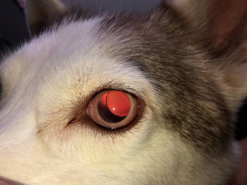 close up image of siberian husky dog with glaucoma