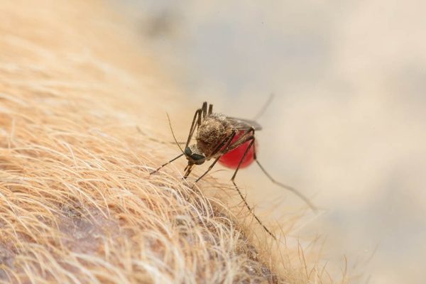 close up mosquito on a dog