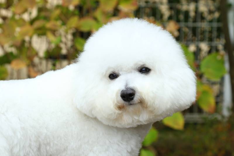 close up of bichon frise dog