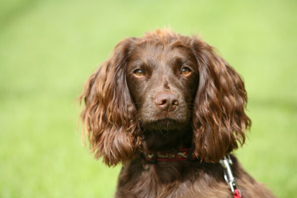 close up of Field Spaniel dog