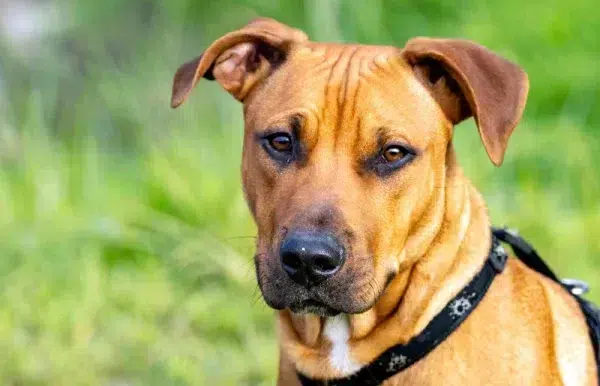 close up of a Rhodesian Ridgeback mixed breed dog