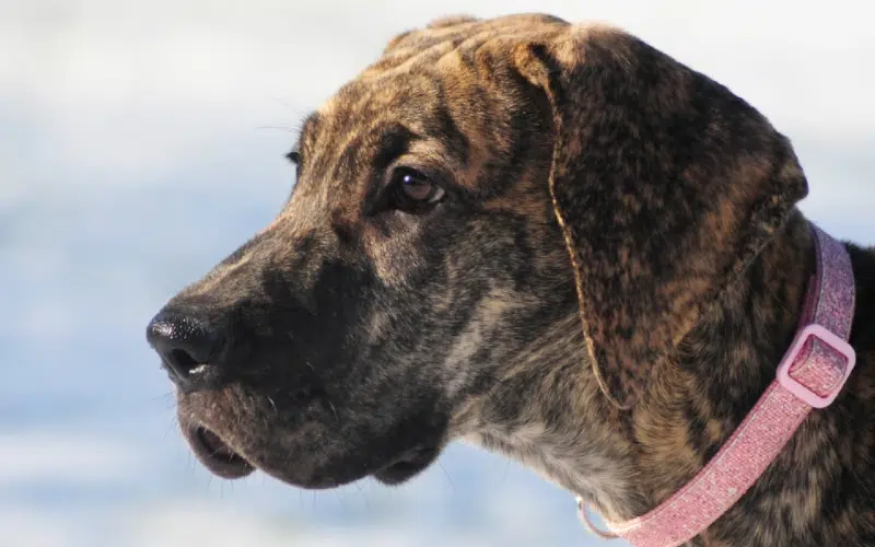 close up of a brindle great dane puppy