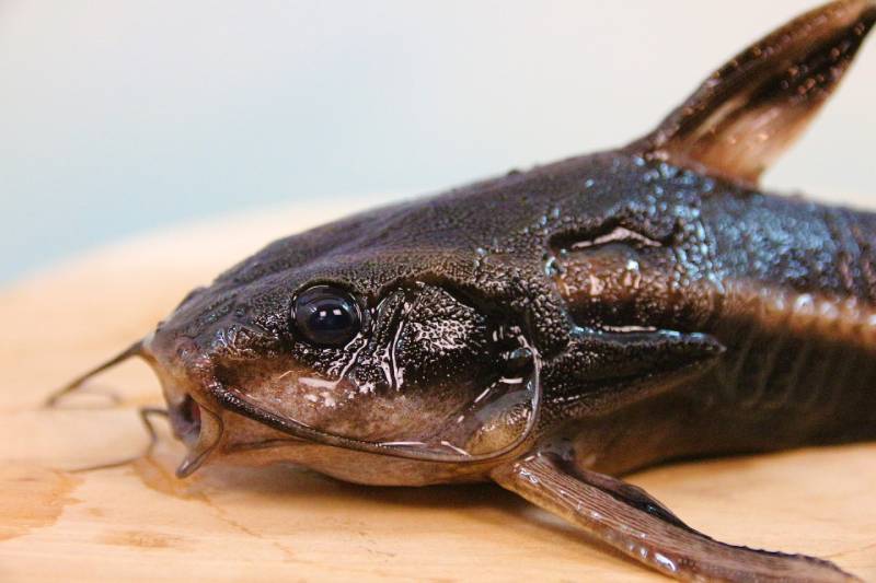 close up of a catfish