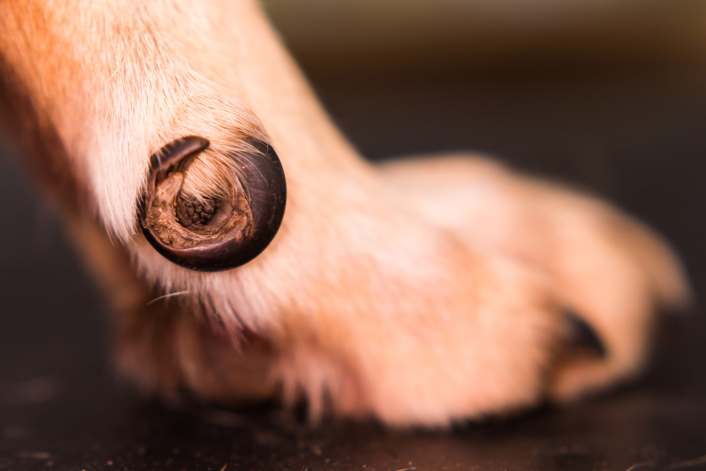 close up of a dog ingrown nail