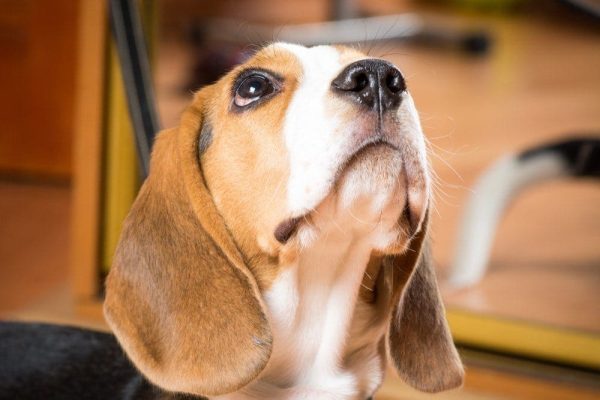 close up of a dog whining